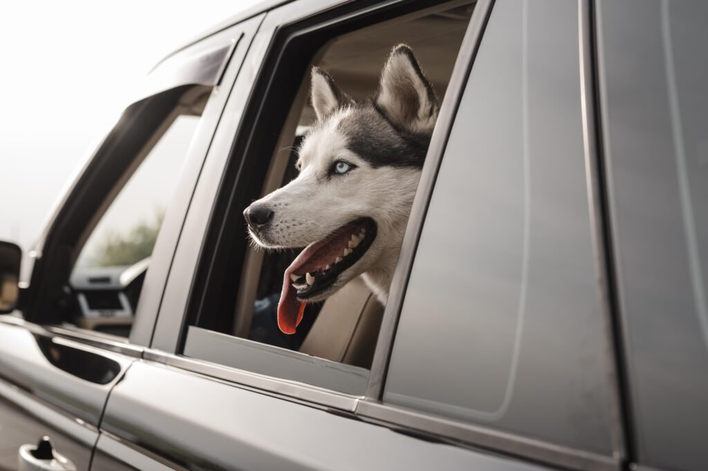 cachorro da raça pastor com a cabeça do lado de fora do automóvel enquanto passeia com seu dono.