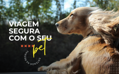 Viagem segura com seu pet: Entenda as regras do transporte de animais